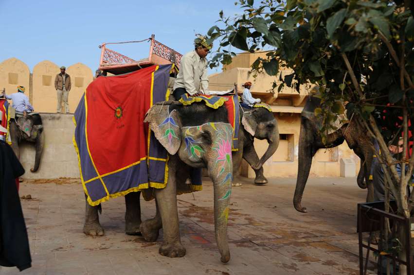 2011 INDIA_1808.JPG